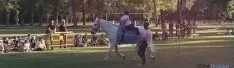 Feria ecuestre y andaluza