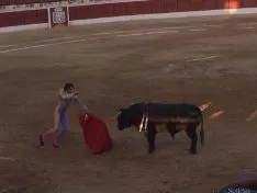 Toros en El Burgo de Osma