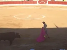 Toros en El Burgo de Osma