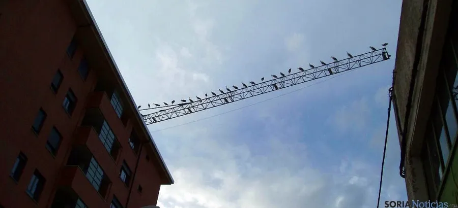Las aves, encaramadas en una grúa de construcción. / SN