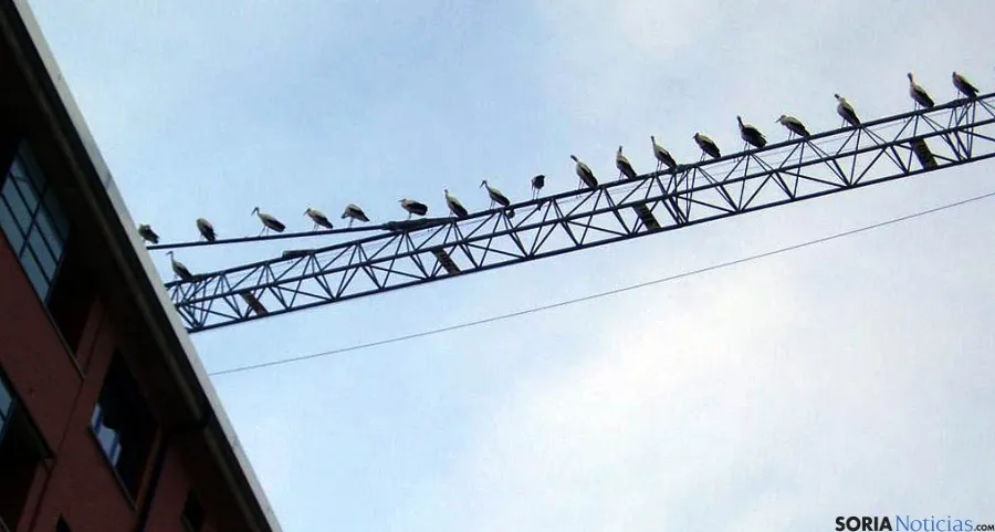 Las aves, encaramadas en una grúa de construcción. / SN