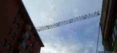 Las aves, encaramadas en una grúa de construcción. / SN