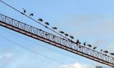Las aves, encaramadas en una grúa de construcción. / SN