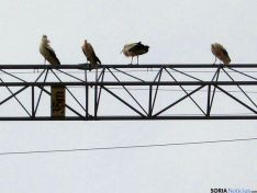 Las aves, encaramadas en una grúa de construcción. / SN