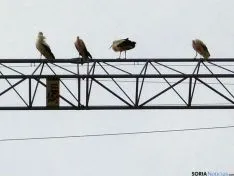 Las aves, encaramadas en una grúa de construcción. / SN