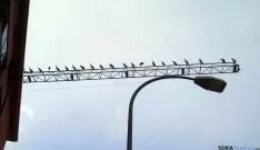 Las aves, encaramadas en una grúa de construcción. / SN
