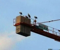 Las aves, encaramadas en una grúa de construcción. / SN
