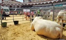 La feria llegaba este año a su sexta edición. / SN