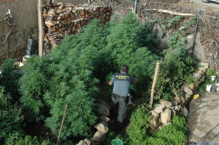 Marihuana en el campo de Gómara