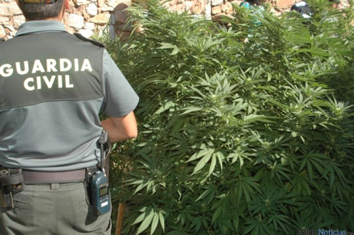 Marihuana en Aldealpozo