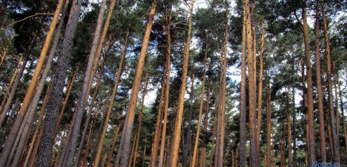 Árboles en la zona de los Pinares sorianos. / SN