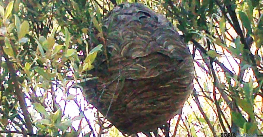 Avispero encontrado en el entorno de la presa del pantano