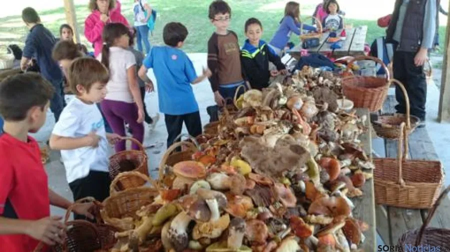 Foto 2 - Los escolares del CRA Pinar Grande llenan las cestas de setas en la jornada micol&oacute;gica