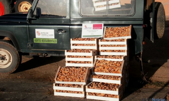 Níscalos decomisados en Rioseco de Soria. / Jta.