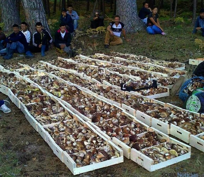 Recolectores ilegales con hongos decomisados. / SN