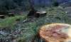 Imagen de la tala en el Abión. / ASDEN