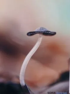 Foto ganadora concurso Navaleno