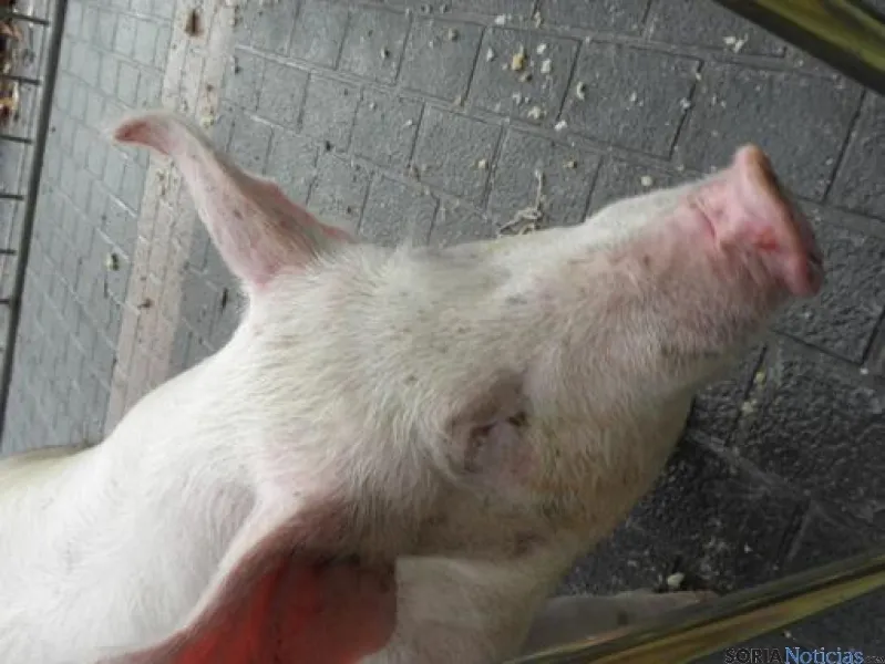 Matanza del cerdo en Navaleno