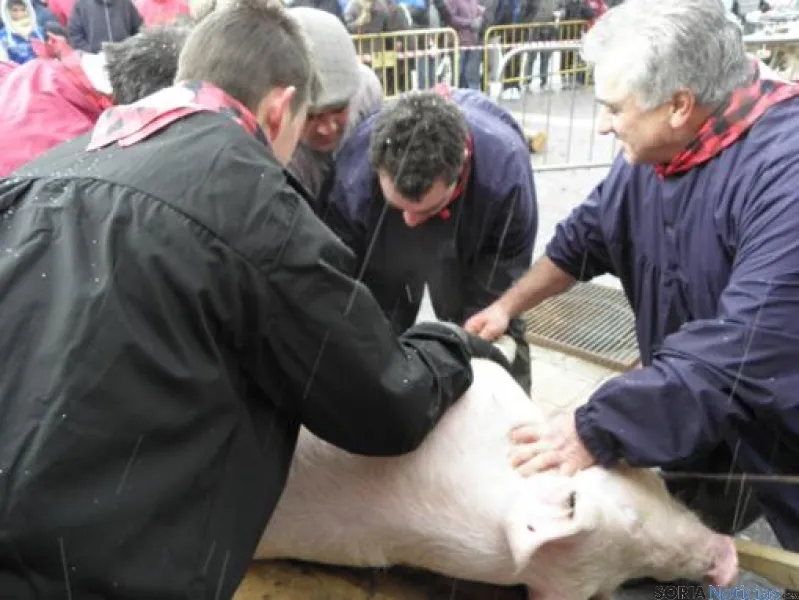 Matanza del cerdo en Navaleno
