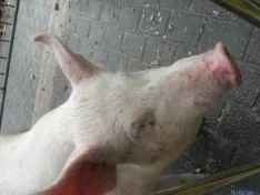 Matanza del cerdo en Navaleno
