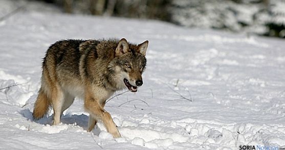 Un ejemplar de lobo transitando por la nieve. 