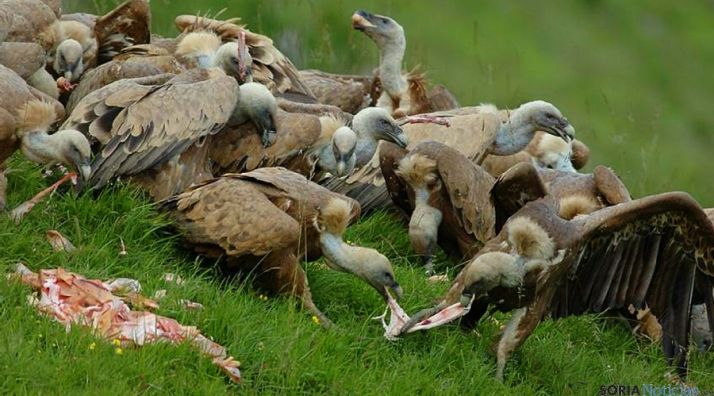 Buitres devorando una res.