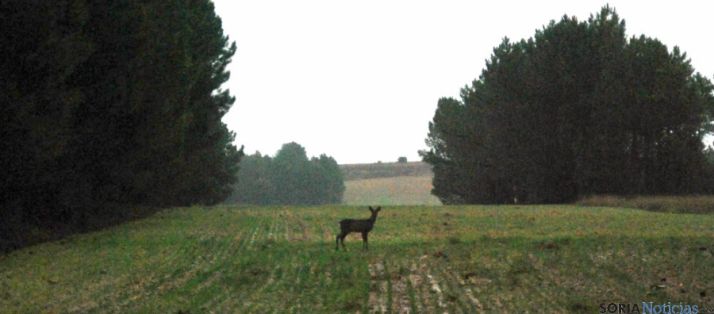 Un corzo en un campo de la demarcación del Izana. / SN