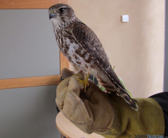 Esmerejón recuperado. / Jta.