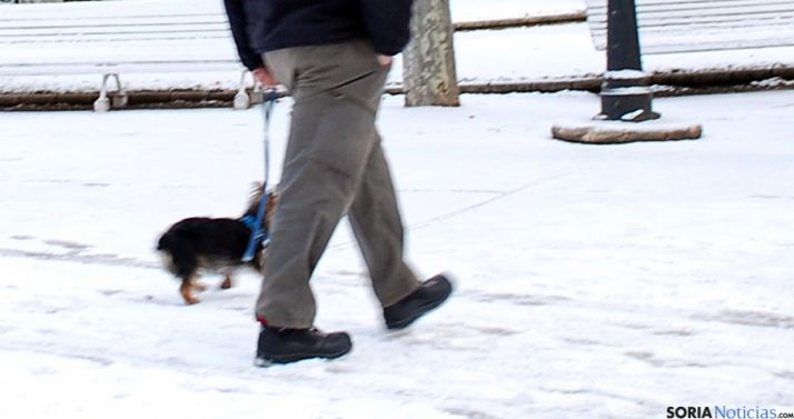 Un perro paseando con su dueño por la Dehesa este miércoles. / SN