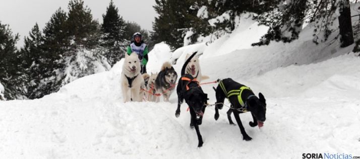 Sólo quedan 13 trineos supervivientes en la prueba soriana