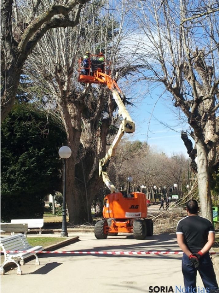 Trabajos de poda en la Dehesa