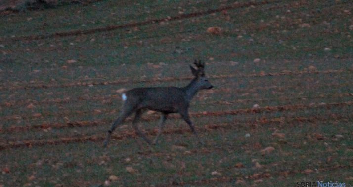 Un corzo en la falda del Moncayo. / SN