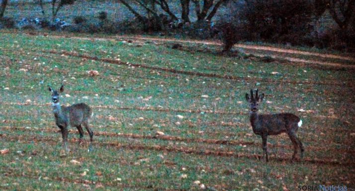 Dos corzos en las inmediaciones de Urbión. / SN