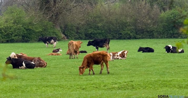Cabezas de vacuno pastando en una dehesa. 