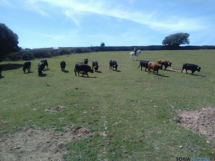 Los taurinos sorianos visitan la ganadería Los Eulogios