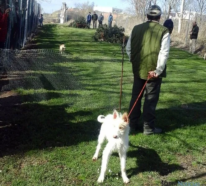 Un podenco con su dueño este sábado. / SN