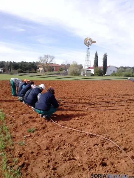 Labores de Huertos de Soria en Fuentepinilla.