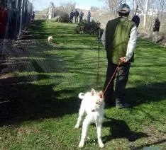 Un podenco con su dueño este sábado. / SN