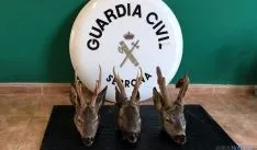 Tres cabezas de corzos obtenidas por furtivos y confiscadas. / Subdeleg.