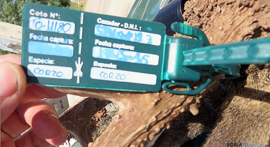 Foto 2 - Incautan dos cabezas de corzos abatidos presuntamente de forma prohibida y con los precintos alterados