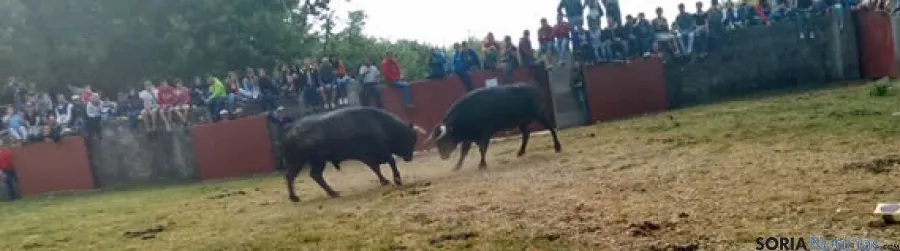 Novillos de Valonsadero