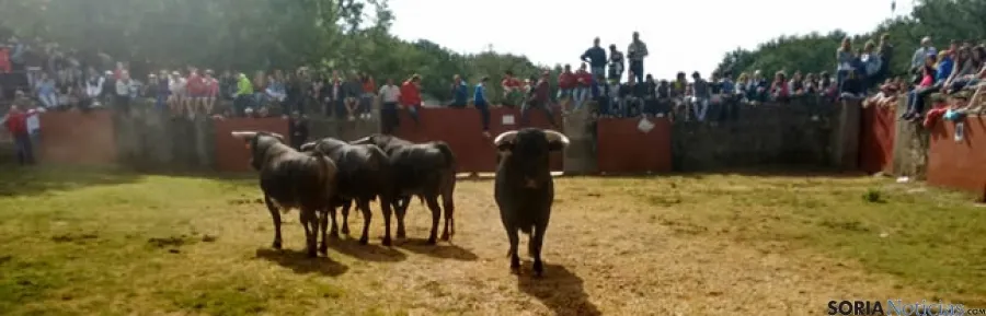 Novillos de Valonsadero