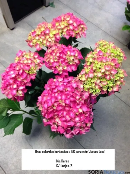 Mis Flores
