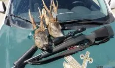 Las dos cabezas de corzos encontradas por la Guardia Civil. / Subdelg.