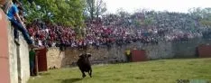 Novillos de Valonsadero