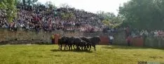 Novillos de Valonsadero