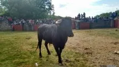 Novillos de Valonsadero