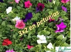 Mis Flores
