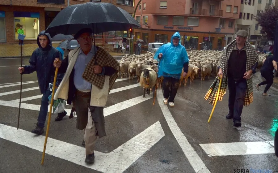 Las reses por el centro de la ciudad. / SN