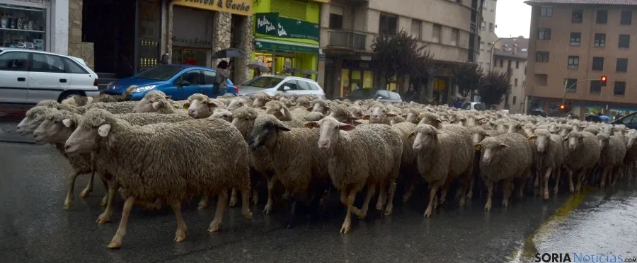 Las reses por el centro de la ciudad. / SN